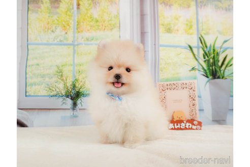 成約済の静岡県のポメラニアン-331821の9枚目